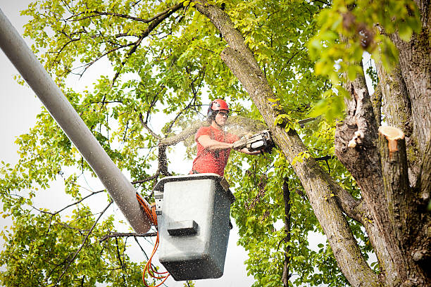 Best Tree Cabling and Bracing  in Findlay, OH